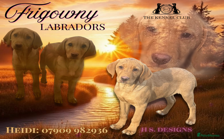 Labrador Retriever dogs 🧡 Pale Fox Red Yellow Labrador Puppies 💛 - Advert 10