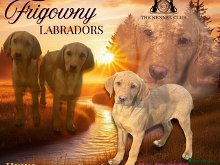 Labrador Retriever dogs 🧡 Pale Fox Red Yellow Labrador Puppies 💛 - Advert 3