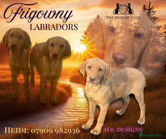 Labrador Retriever dogs 🧡 Pale Fox Red Yellow Labrador Puppies 💛 - Advert 2