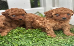 Cockapoo dogs for sale: Stunning litter of Red FIB cockapoo Girls  - Image 6
