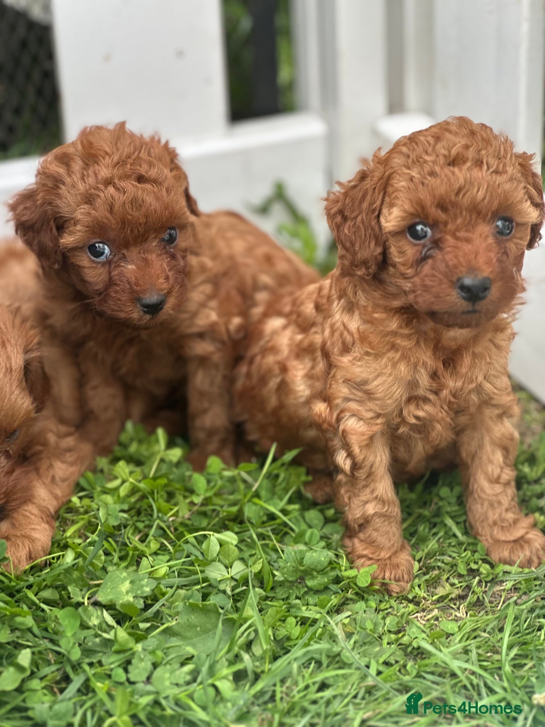 Cockapoo dogs for sale: Stunning litter of Red FIB cockapoo Girls  - Image 6