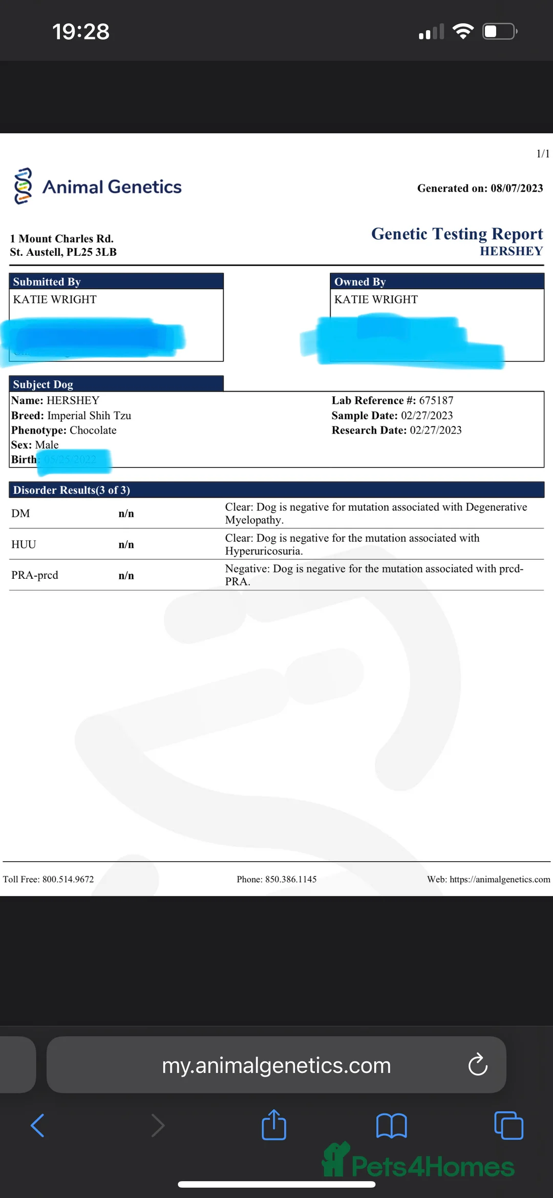Shih Tzu dogs for stud: STUNNING CHOCOLATE IMPERIAL SHIHTZU OPEN AT STUD in Grays - Advert 34