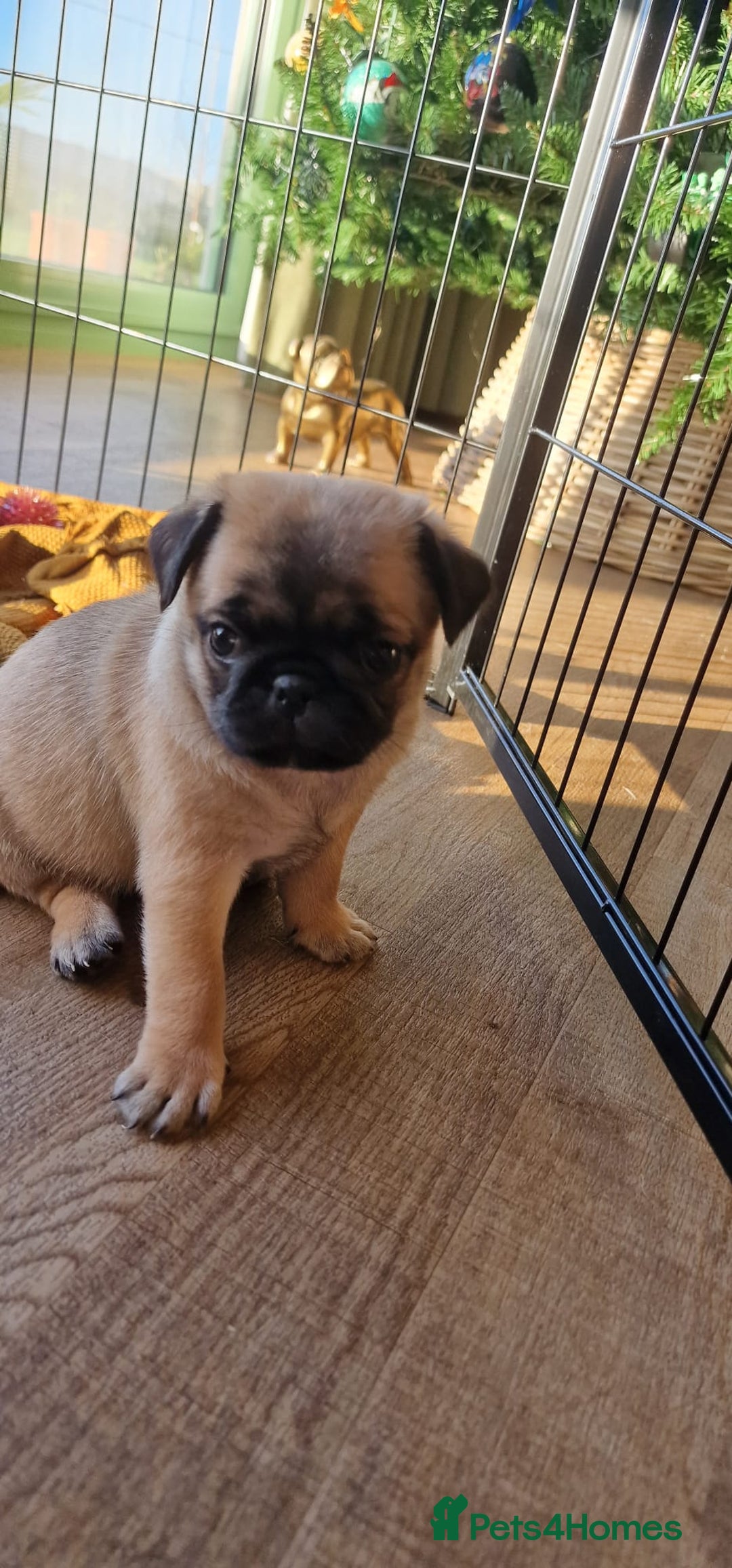 Pug dogs for sale: Pug/Japanese chin puppies  - Advert 18