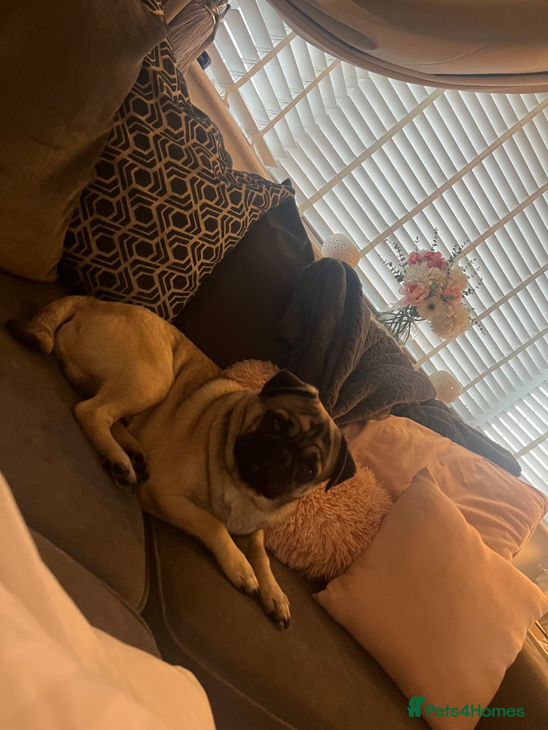 Pug dogs for stud: Peanut - Image 4