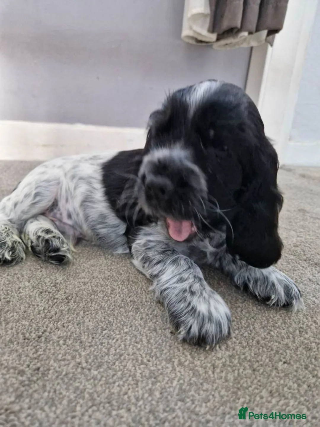 Cocker Spaniel dogs for sale: Stunning Cocker Spaniel Show Type Puppies for Sale in Coventry - Advert 2