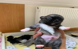 Chihuahua dogs for sale: Adorable semi long coat chihuahua puppies - Image 3