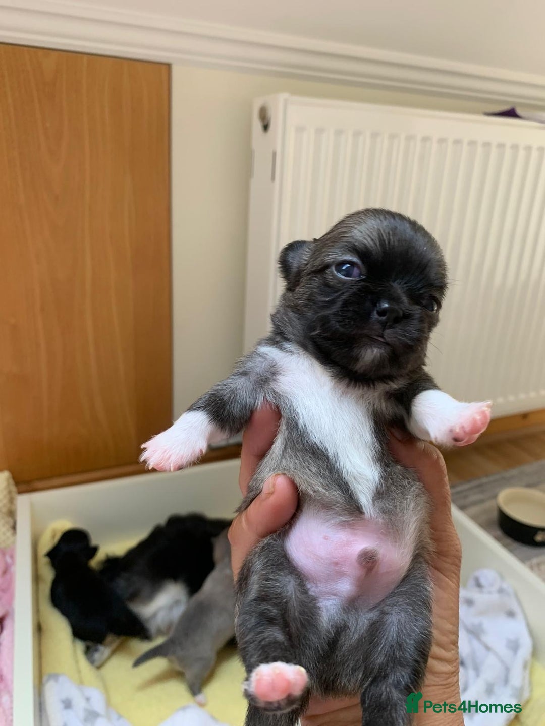 Chihuahua dogs for sale: Adorable semi long coat chihuahua puppies - Image 3