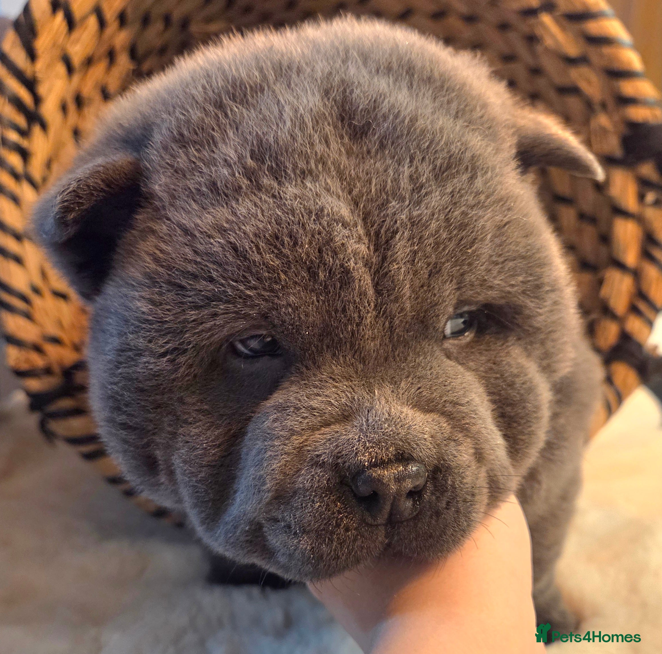 Chow Chow dogs Chow chow puppies  - Advert 1