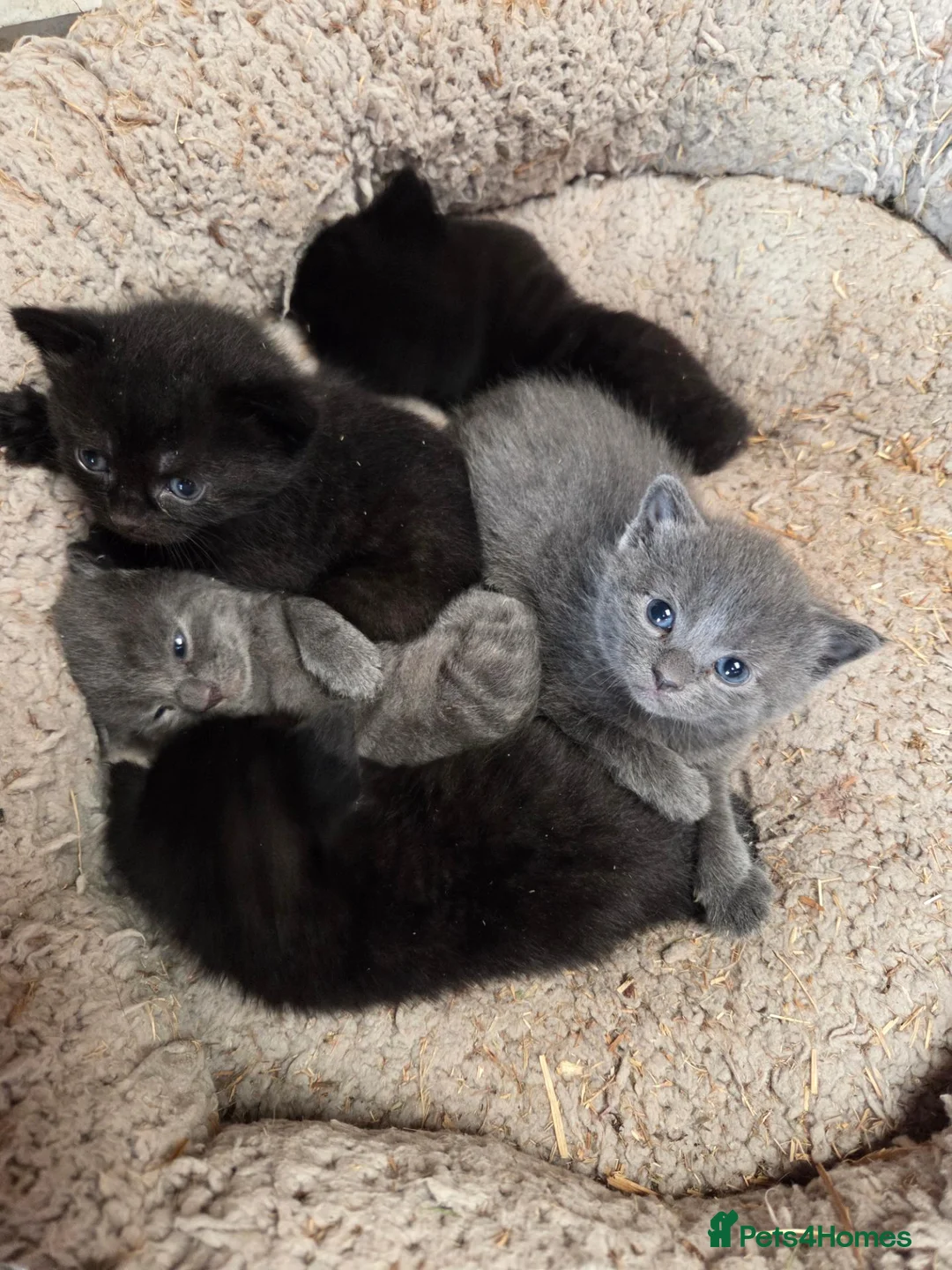 Mixed Breed cats for sale: Bengal Cross Kittens - Advert 24