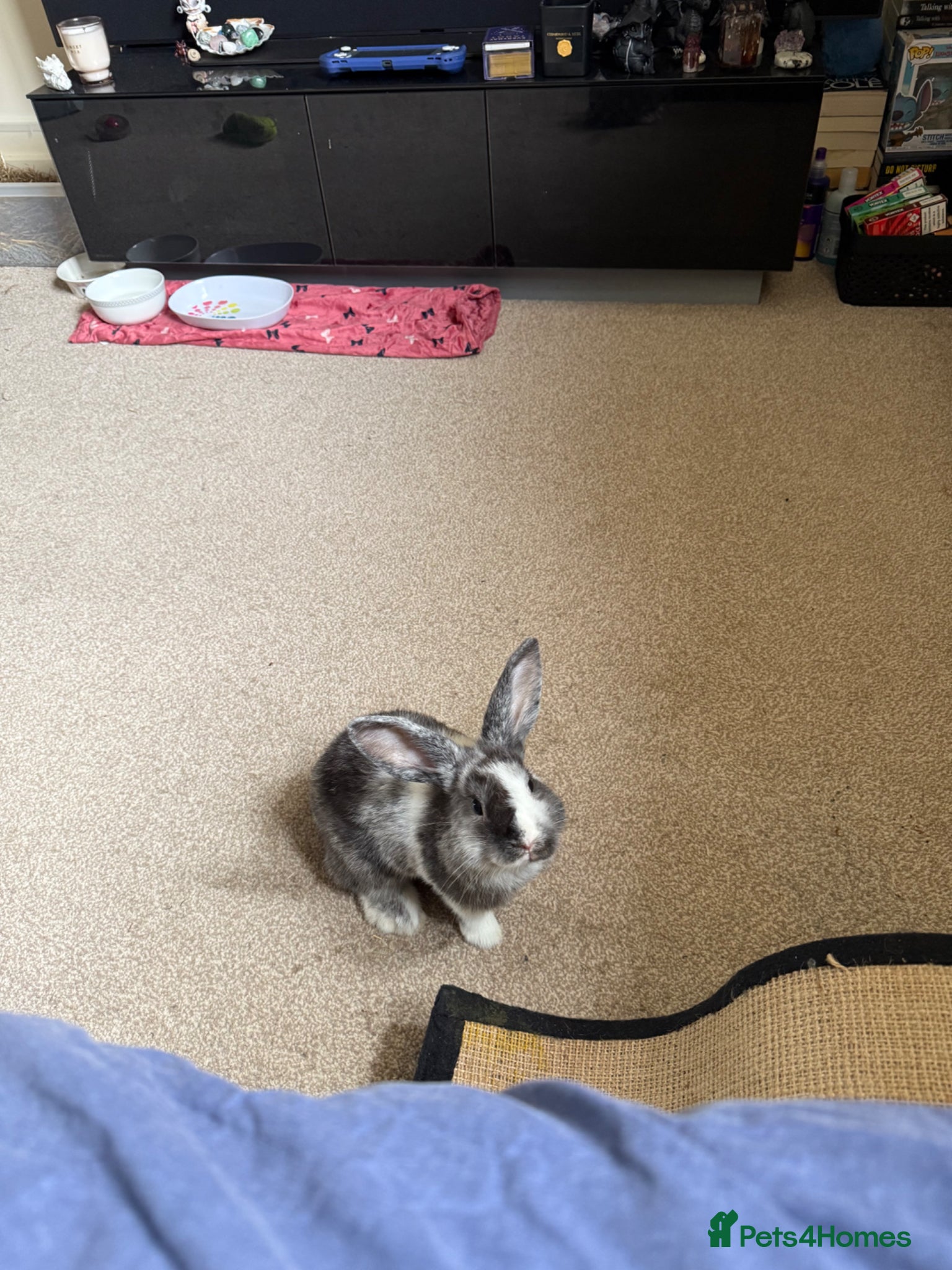 Mixed Breed rabbits Boy bunny - Advert 2