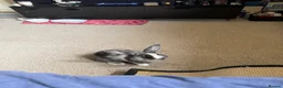 Mixed Breed rabbits for sale: Boy bunny - Advert 1
