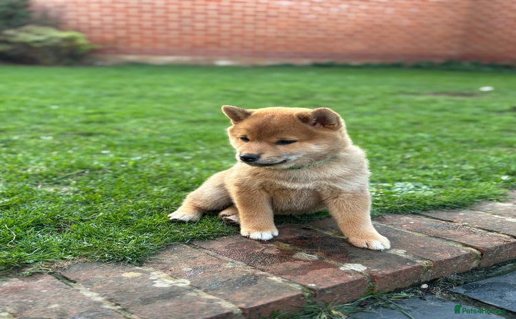 Japanese Shiba Inu dogs - Advert 1