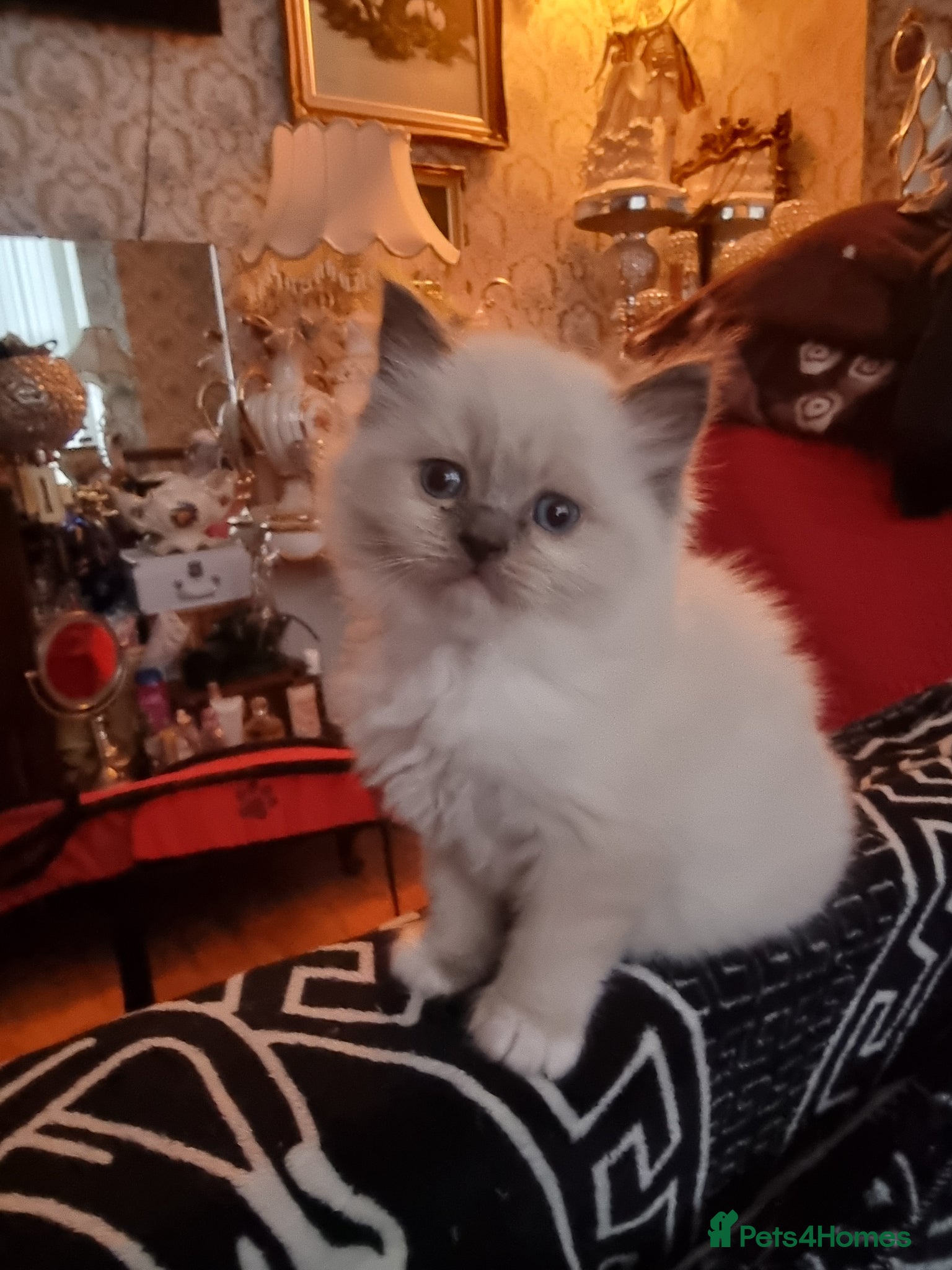 Ragdoll cats Ragdoll  kittens - Advert 2