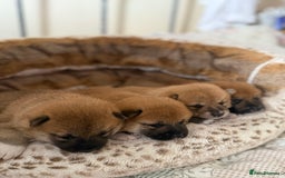 Japanese Shiba Inu dogs for sale: 🧡🦊 Beautiful K.C Shiba Inu Puppies Ready Soon - Image 4