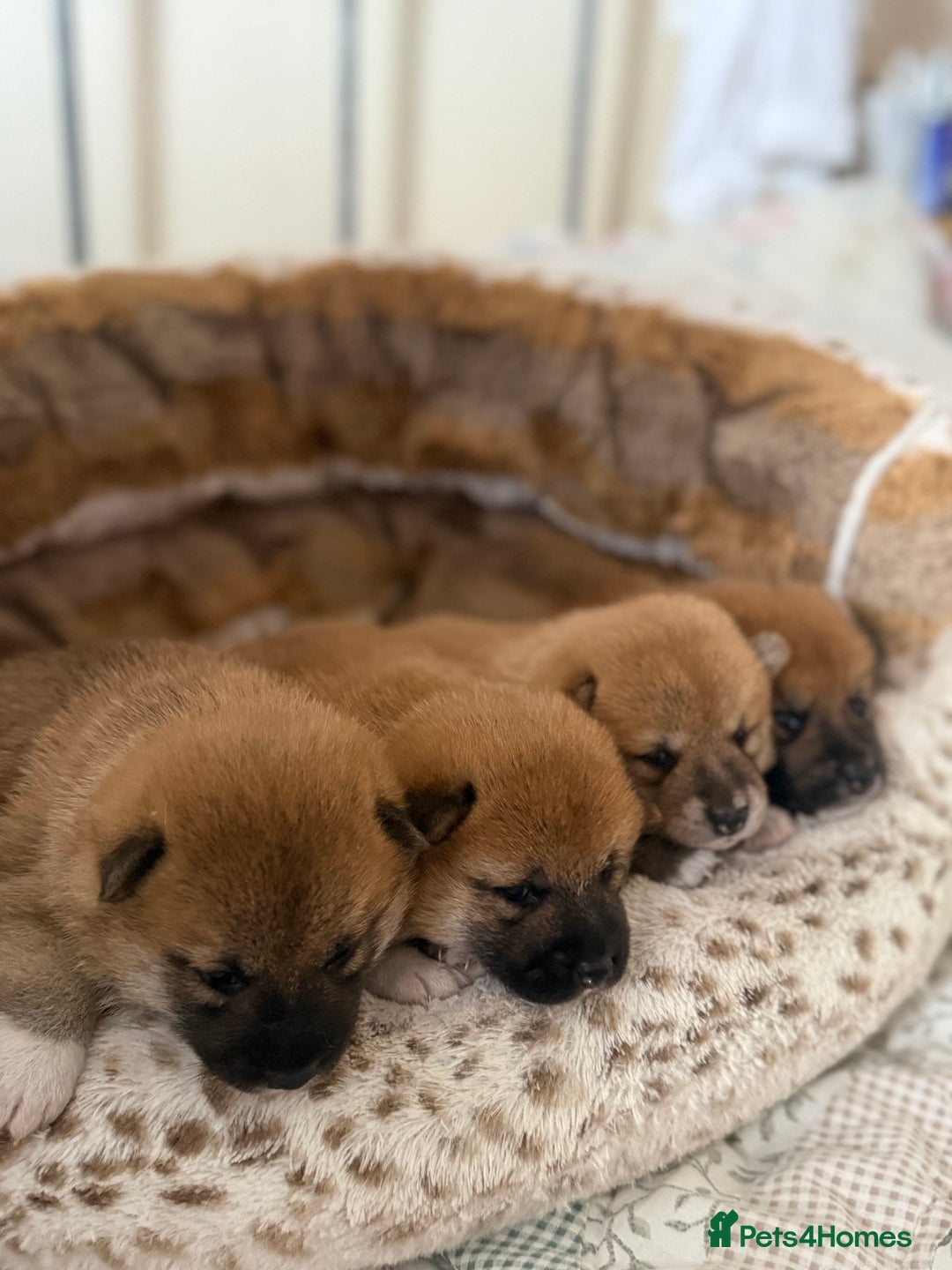 Japanese Shiba Inu dogs for sale: 🧡🦊 Beautiful K.C Shiba Inu Puppies Ready Soon - Image 4