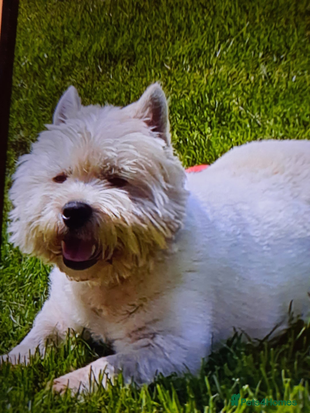 West Highland Terrier dogs for sale: BEAUTIFUL KC REG. WESTIE PUPPIES - Image 4