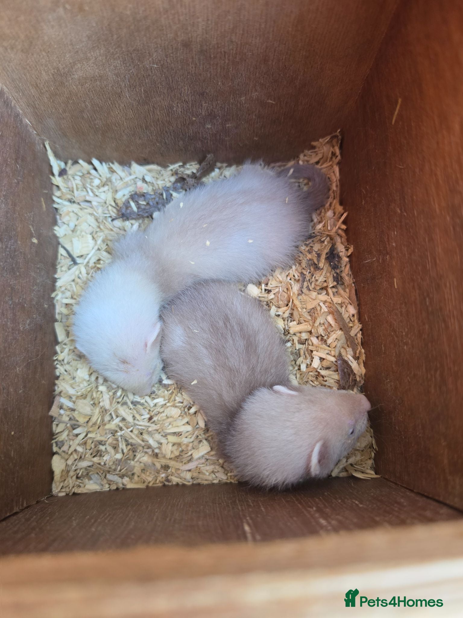 Ferret rodents 1/2 micro ferrets kits - Advert 8