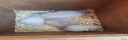 Ferret rodents for sale: 1/2 micro ferrets kits - Advert 1