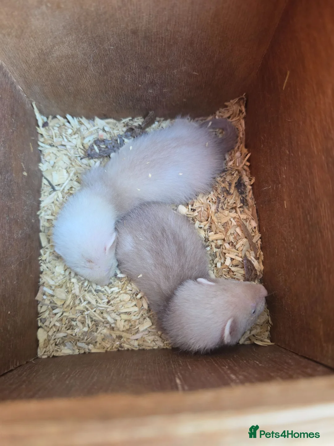 Ferret rodents for sale: 1/2 micro ferrets kits - Advert 1