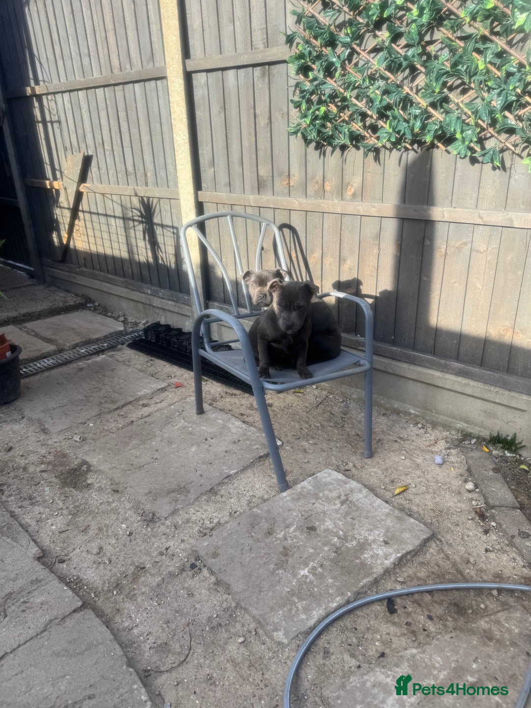 Staffordshire Bull Terrier dogs for sale: 2 female BLUE SBT sisters  - Advert 5