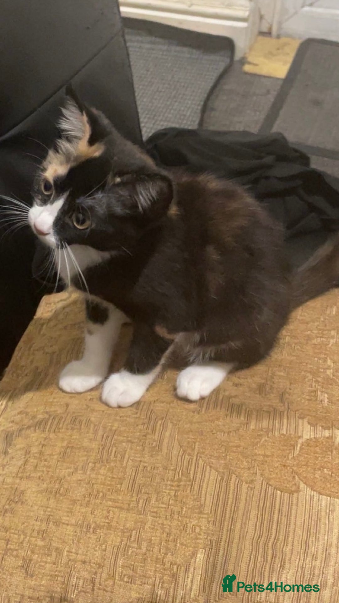 American Shorthair cats for sale: Loving cats for sale  - Image 1