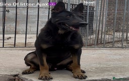 Belgian Shepherd Dog dogs for sale: Dutch herder puppies  - Image 10