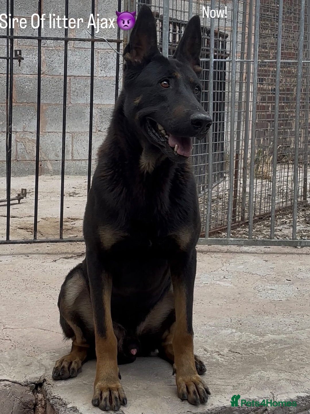 Belgian Shepherd Dog dogs for sale: Dutch herder puppies  - Image 10