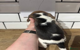 Beagle dogs for sale: Beautiful beagle puppies  - Advert 32