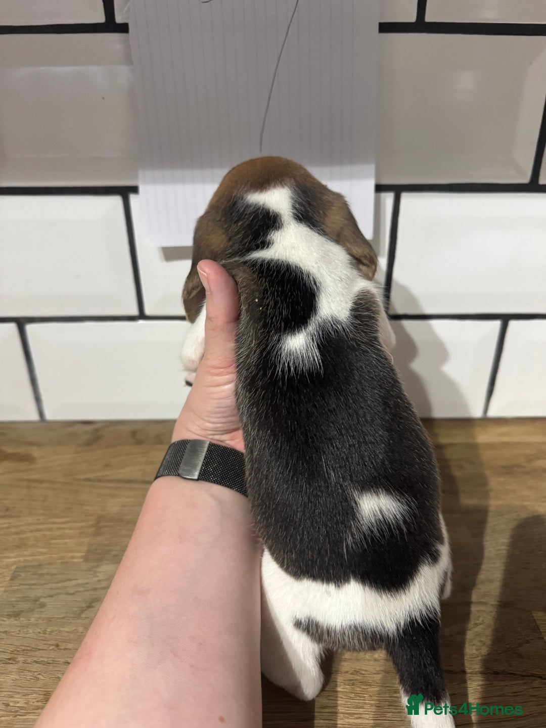 Beagle dogs for sale: Beautiful beagle puppies  - Advert 32