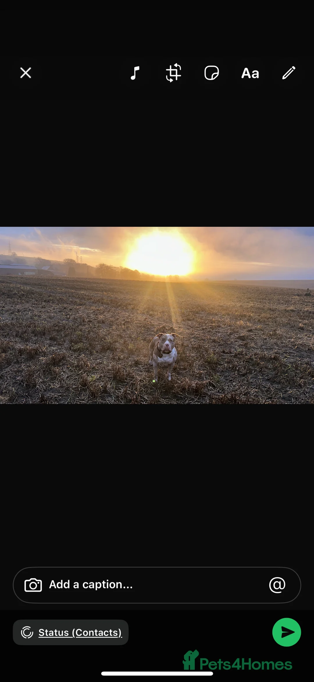 Mixed Breed dogs for sale: Stunning litter - Advert 1