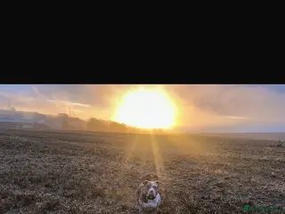 Mixed Breed dogs Stunning litter - Advert 1