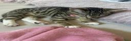 Mixed Breed cats for sale: 9 weeks female tabby cat in Rochdale - Advert 3