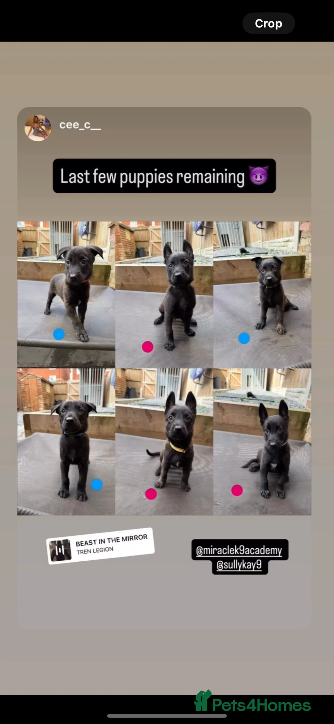 Belgian Shepherd Dog dogs for sale: Dutch Shepards / Dutch Herders  - Advert 2