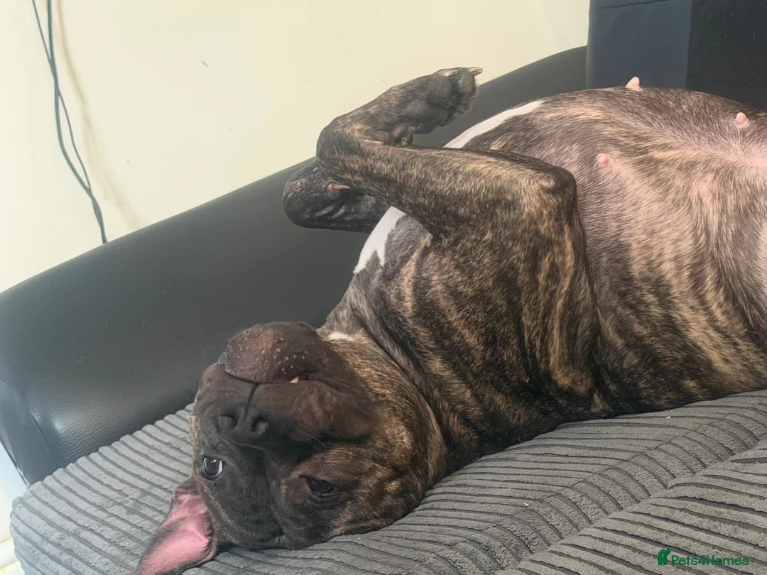 Staffordshire Bull Terrier dogs for sale: Female Staffordshire bull terrier  - Advert 1