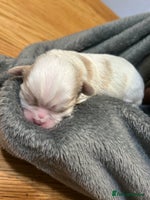 Mixed Breed dogs - Advert 4