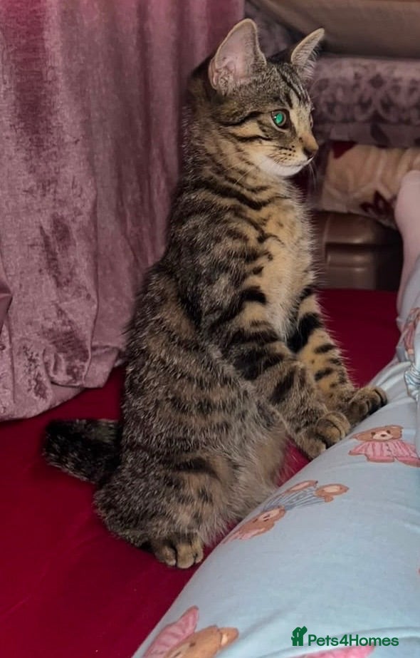 Maine Coon cats Adorable kitten for sale  - Advert 1