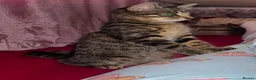 Maine Coon cats for sale: Adorable kitten for sale  - Advert 1