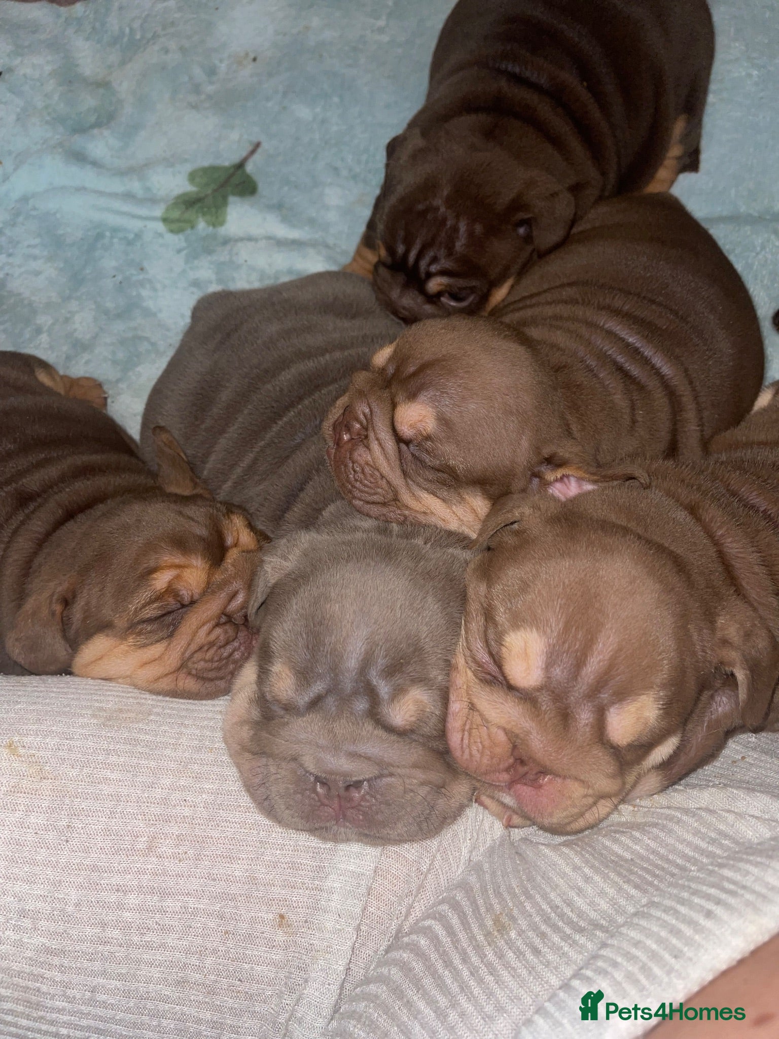 English Bulldog dogs Our adorable box of chocolate litter! 🤎 - Advert 1