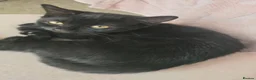 Mixed Breed cats for sale: Beautiful black mixed breed female kitten  - Advert 1