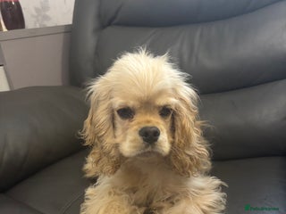 American Cocker Spaniel dogs American cocker 6 month old female puppy - Advert 10