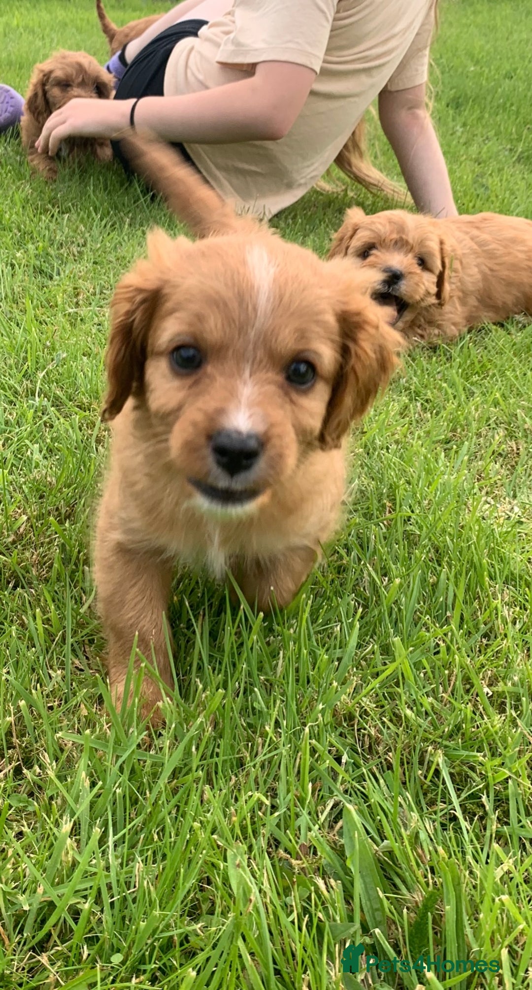 Cavapoo dogs for sale: Beautiful Cavapoo puppies  - Image 5