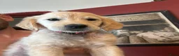 Golden Retriever dogs for sale: KC registered golden retriever puppies ready now. - Advert 3