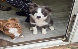 Border Collie dogs for sale: Stunning KC registered blue and white bitch  - Image 6