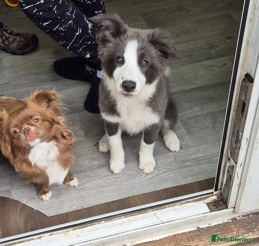Border Collie dogs for sale: Stunning KC registered blue and white bitch  - Image 6