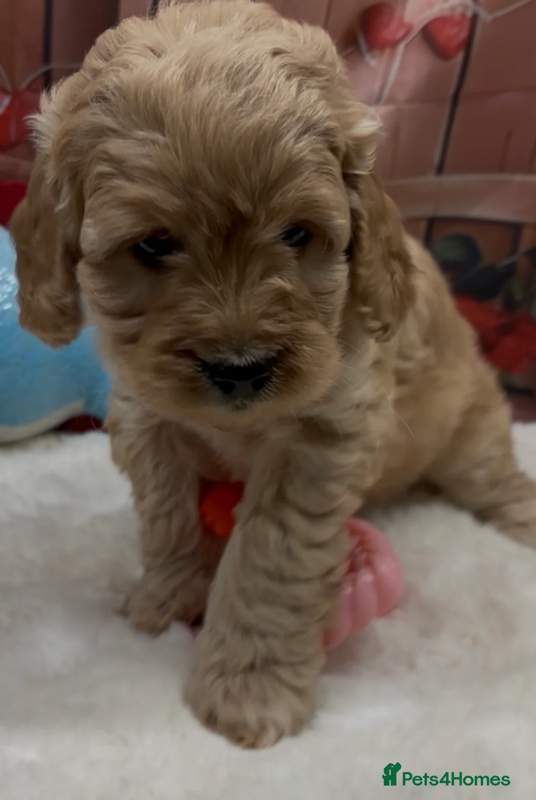 Cockapoo dogs for sale: Beautiful cockapoo  - Advert 13