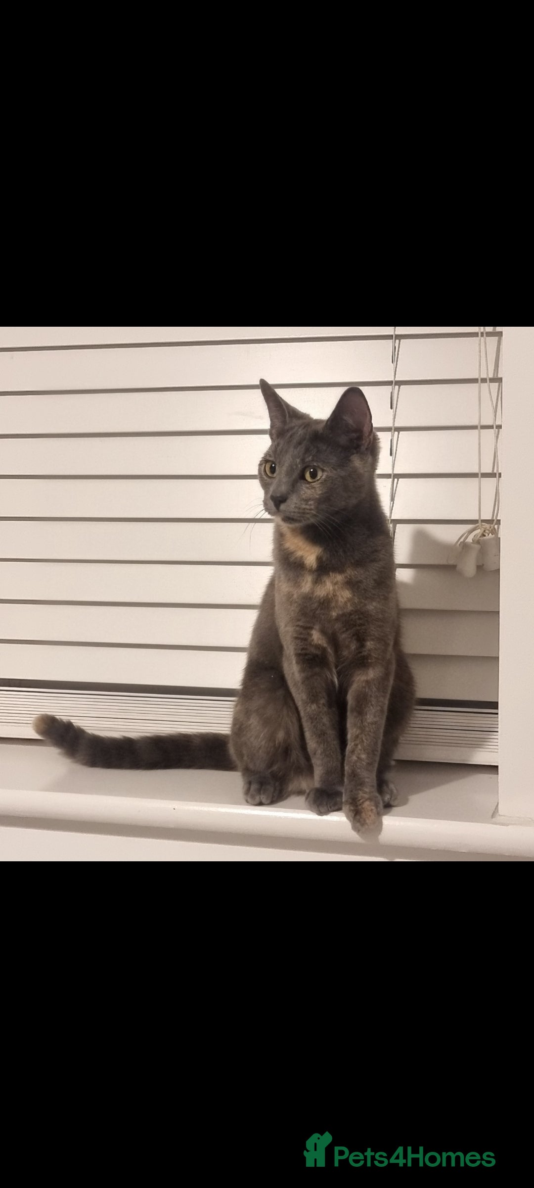 Mixed Breed cats for sale: Meet Mimi - Advert 3