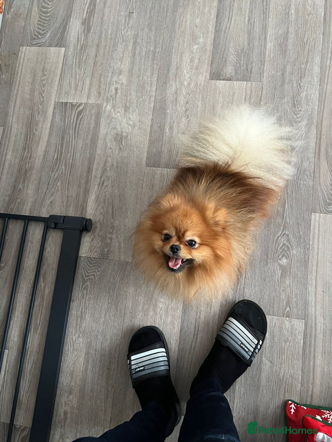 Mixed Breed dogs for sale: Pomeranian mixt with bichon - Advert 4