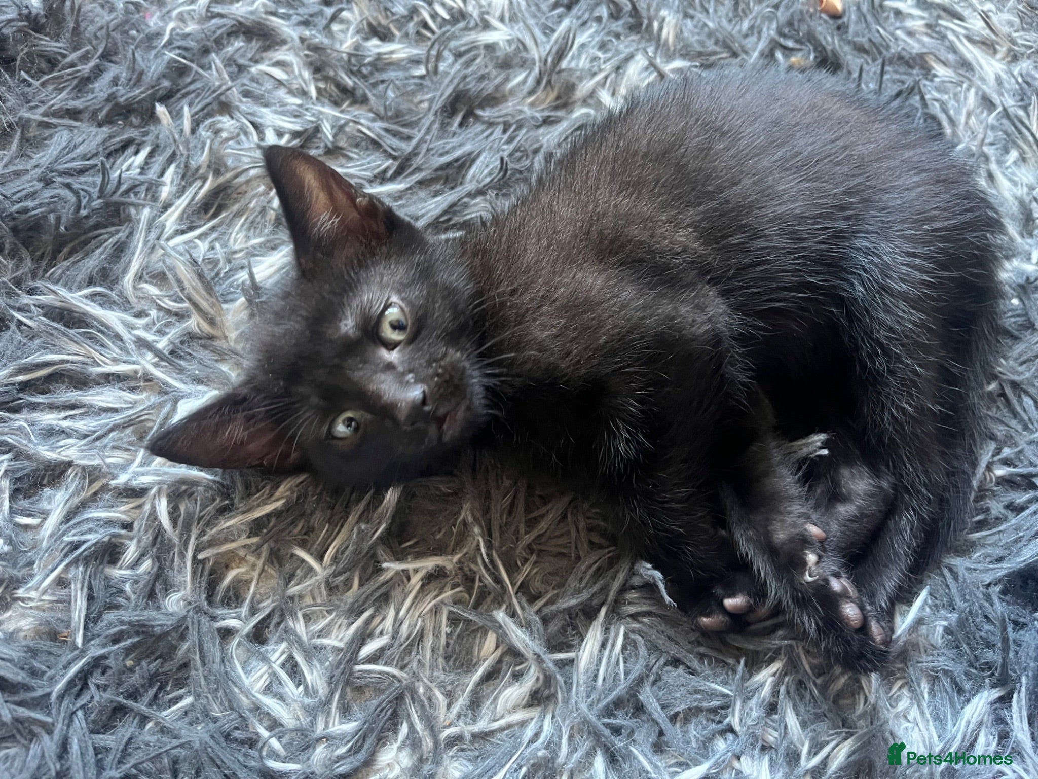Mixed Breed cats Beautiful kittens for their furever homes - Advert 3