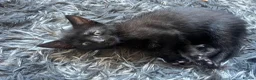 Mixed Breed cats for sale: Beautiful kittens for their furever homes - Advert 4