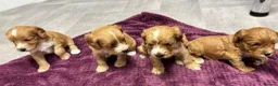 Cockapoo dogs for sale: Beautiful cockapoos in Axbridge - Advert 15